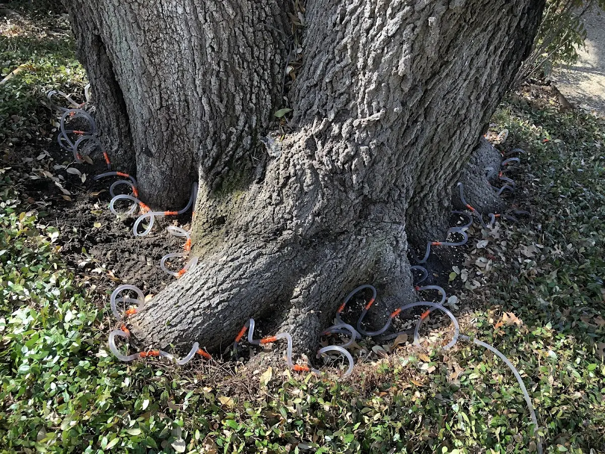 Detailed Tree Cabling and Bracing job site in Coffee Creek
